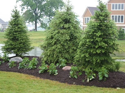 Planting & Landscape Installation