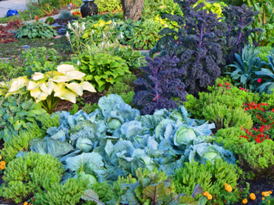 Edible Fall Landscapes